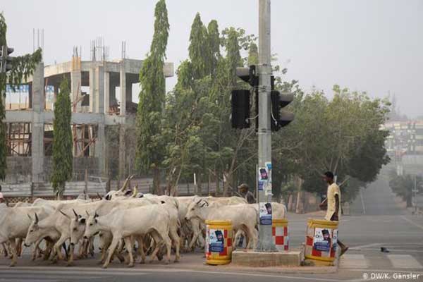 Fulani-Herdsman-Cattle
